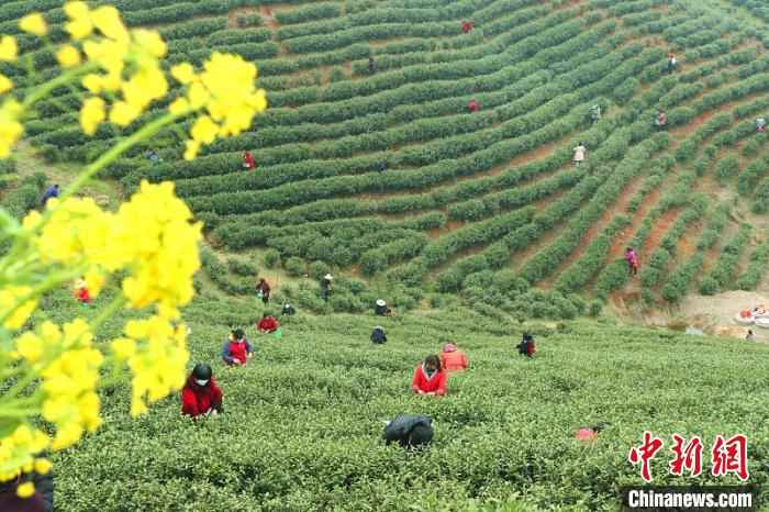 采茶工穿梭在茶林间采摘春茶 盛鹏 摄