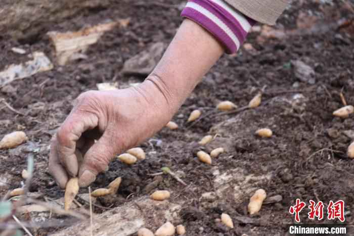图为文县白皂村“育药人”手工播撒天麻种子。　闫姣 摄